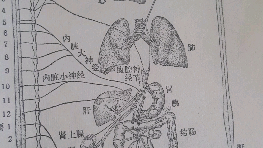 图397交感与副交感神经的支配哔哩哔哩bilibili