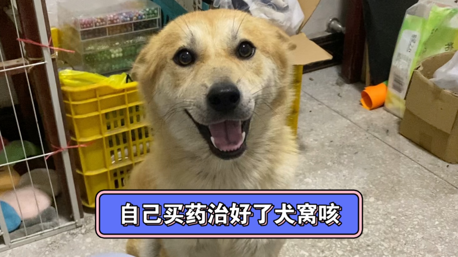 犬窝咳初期最好治了哔哩哔哩bilibili