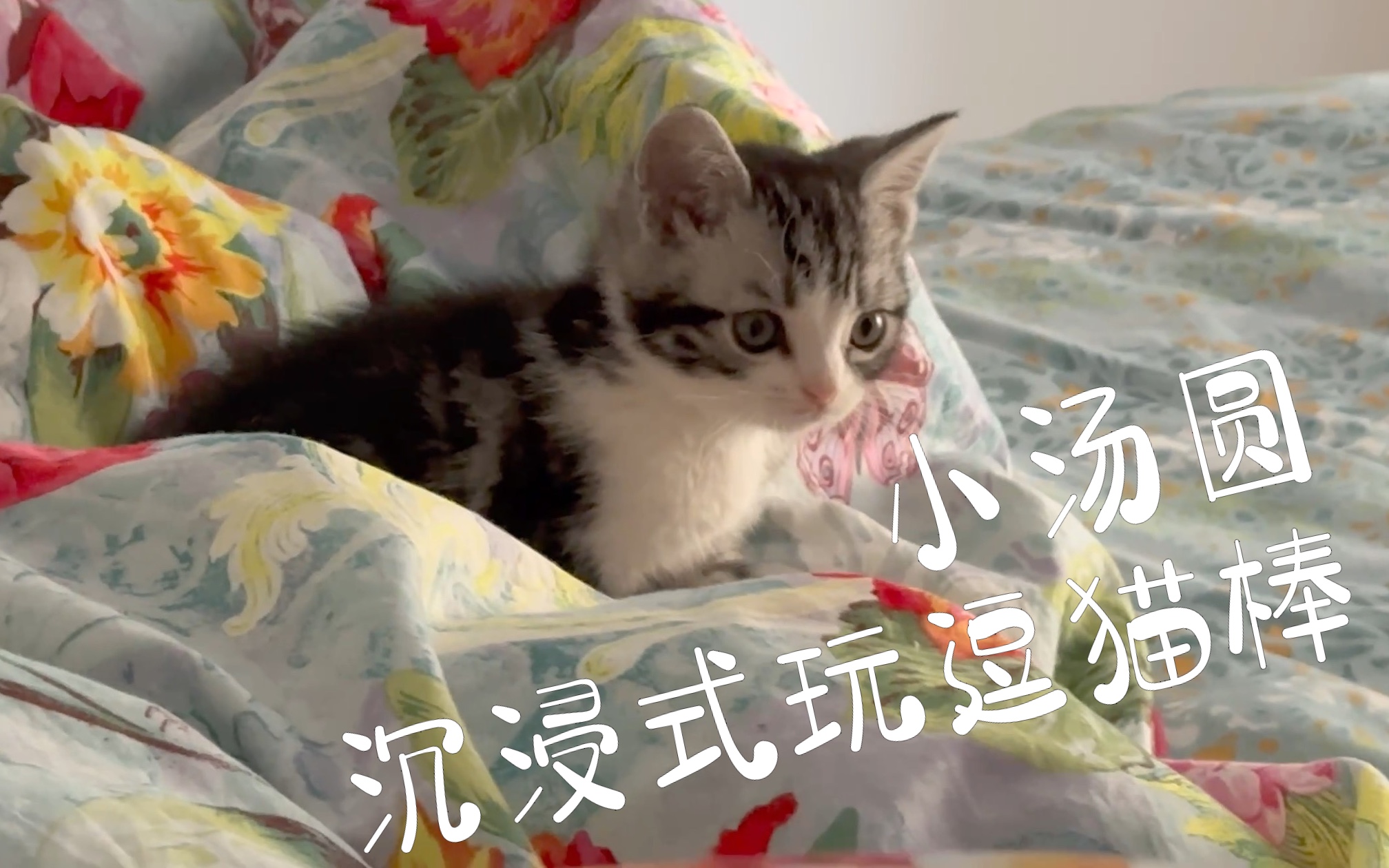 [图]小奶猫沉浸式玩逗猫棒