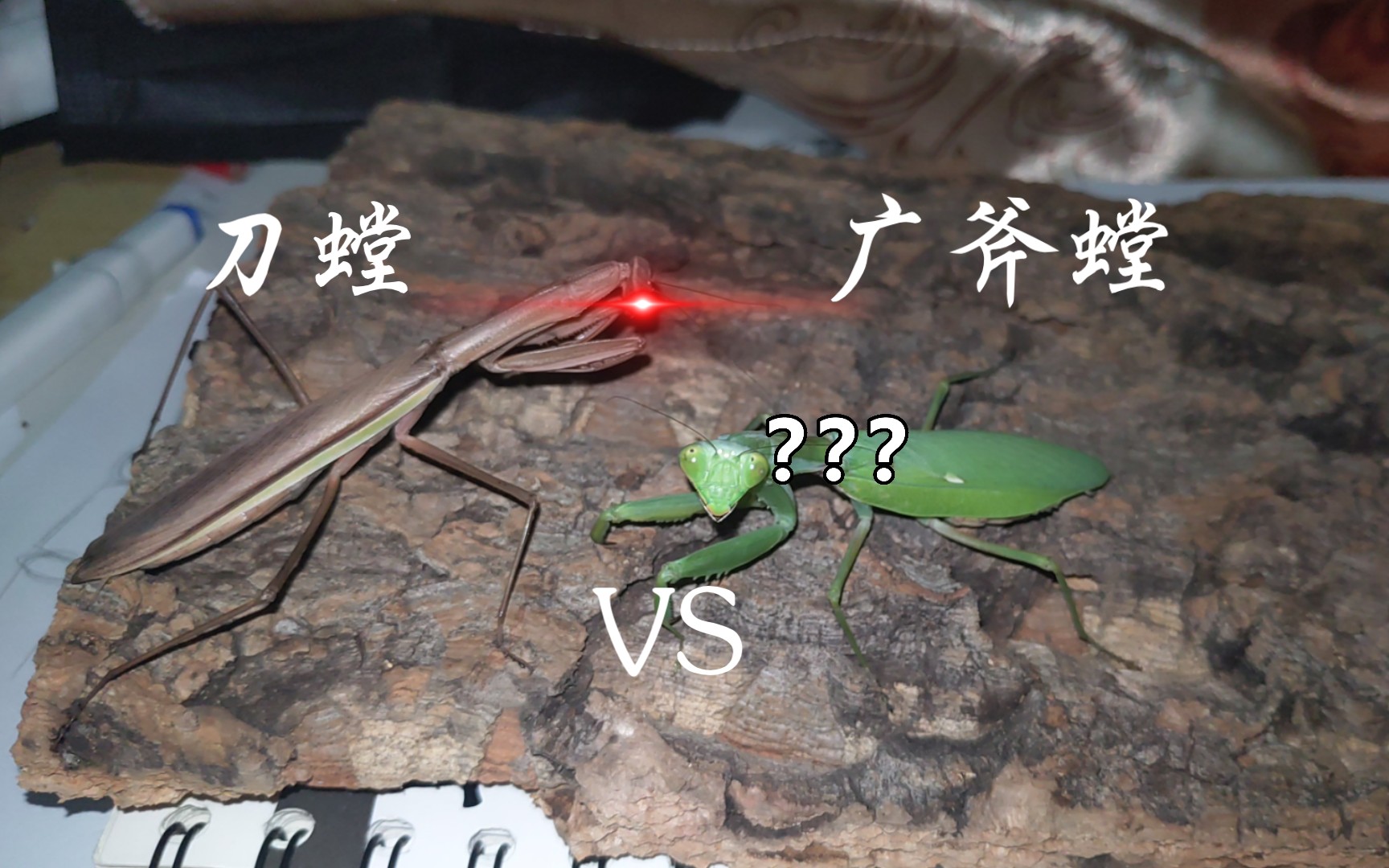 【刀斧之争/外骨骼的碰撞】广斧螳vs中华刀螳/枯叶刀螳