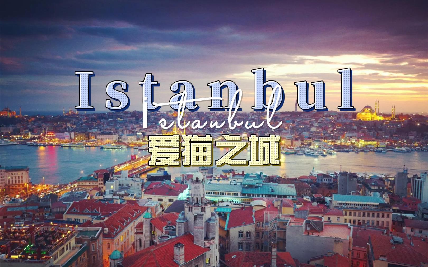 爱猫之城 — 伊斯坦布尔