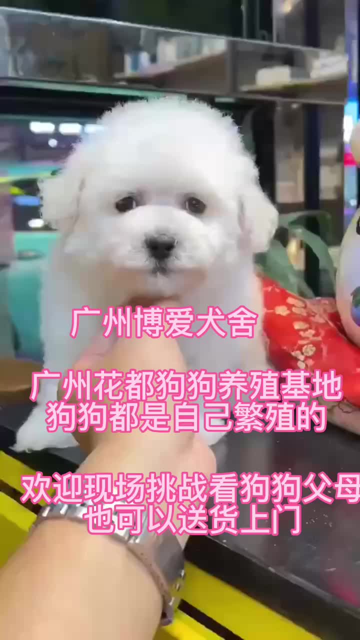 广州哪里有靠谱的犬舍卖宠物狗比熊金毛柯基犬,广州靠谱点的犬舍哔哩哔哩bilibili