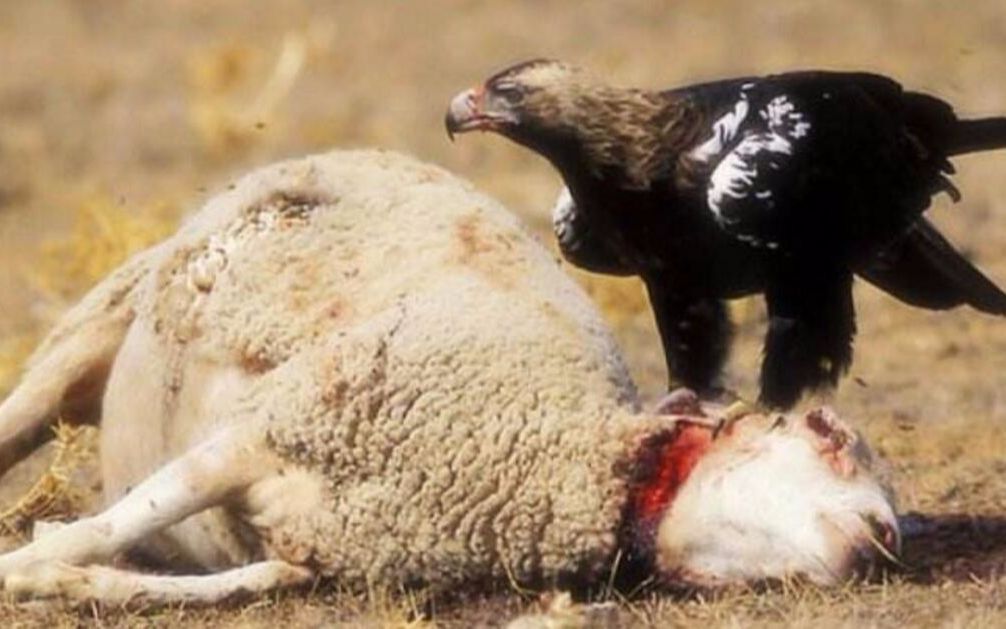 金雕猎捕大山羊,结果反被大山羊弄得身负重伤!