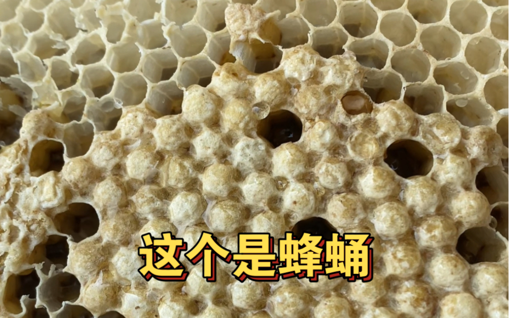 雄蜂蛹是蜜蜂家族中的一种营养成分丰富的食品,含有