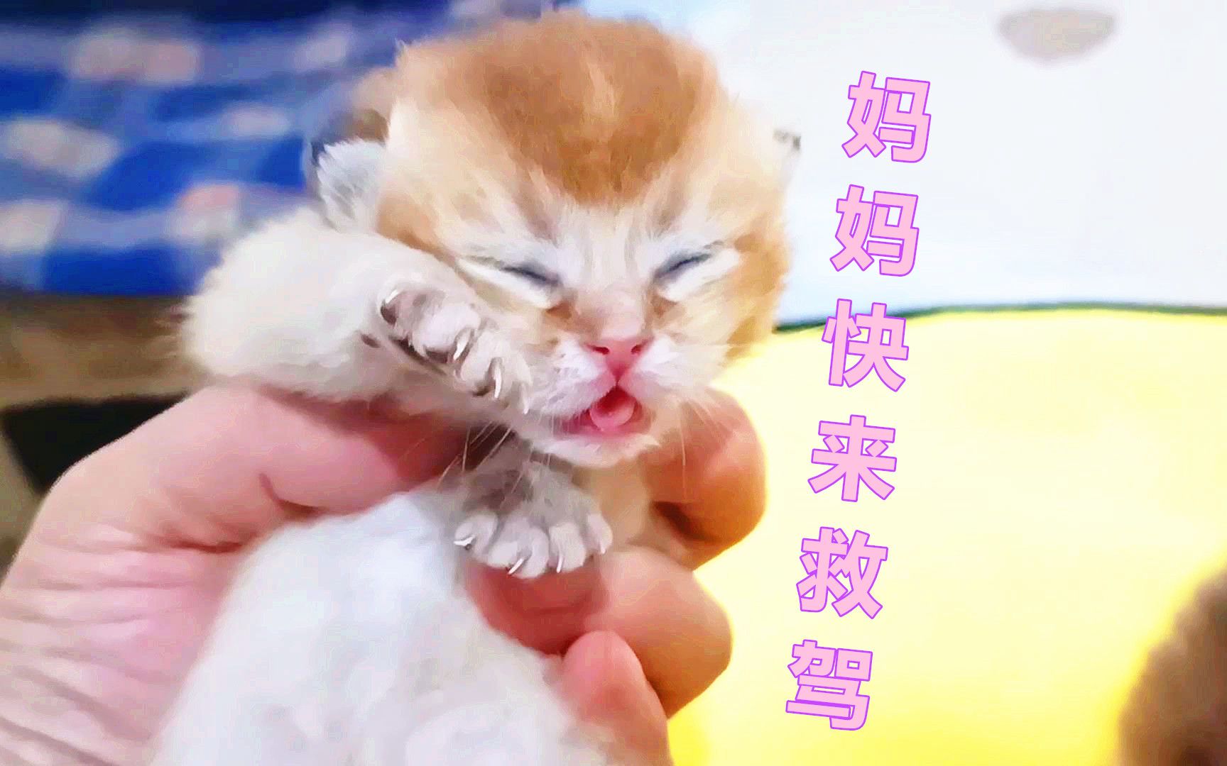 猫爸约猫妈去逛街,主人用小奶猫测试猫妈母性,结果让主人感动了哔哩哔哩bilibili