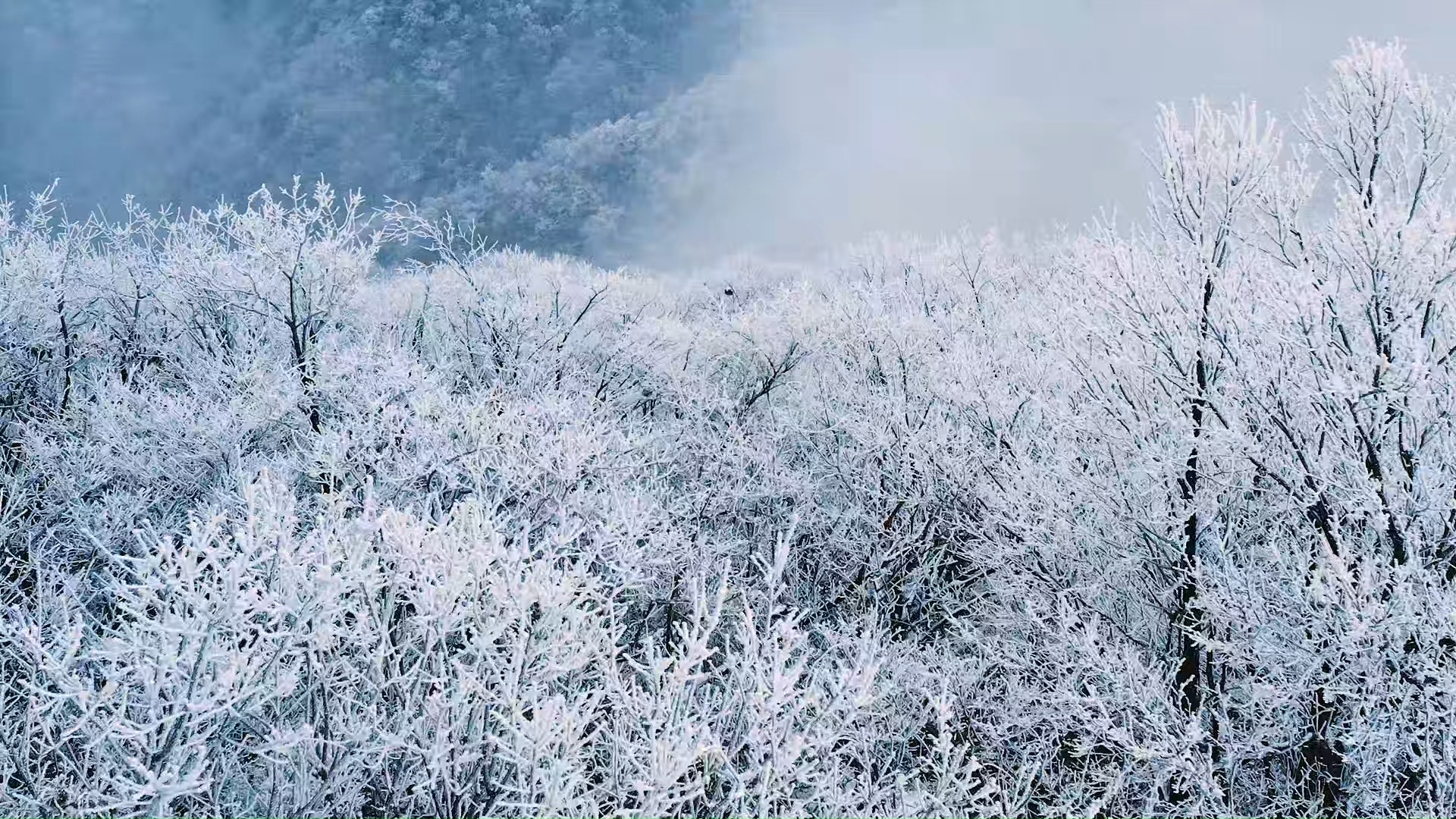 【空镜素材】我期待的不是雪哔哩哔哩bilibili