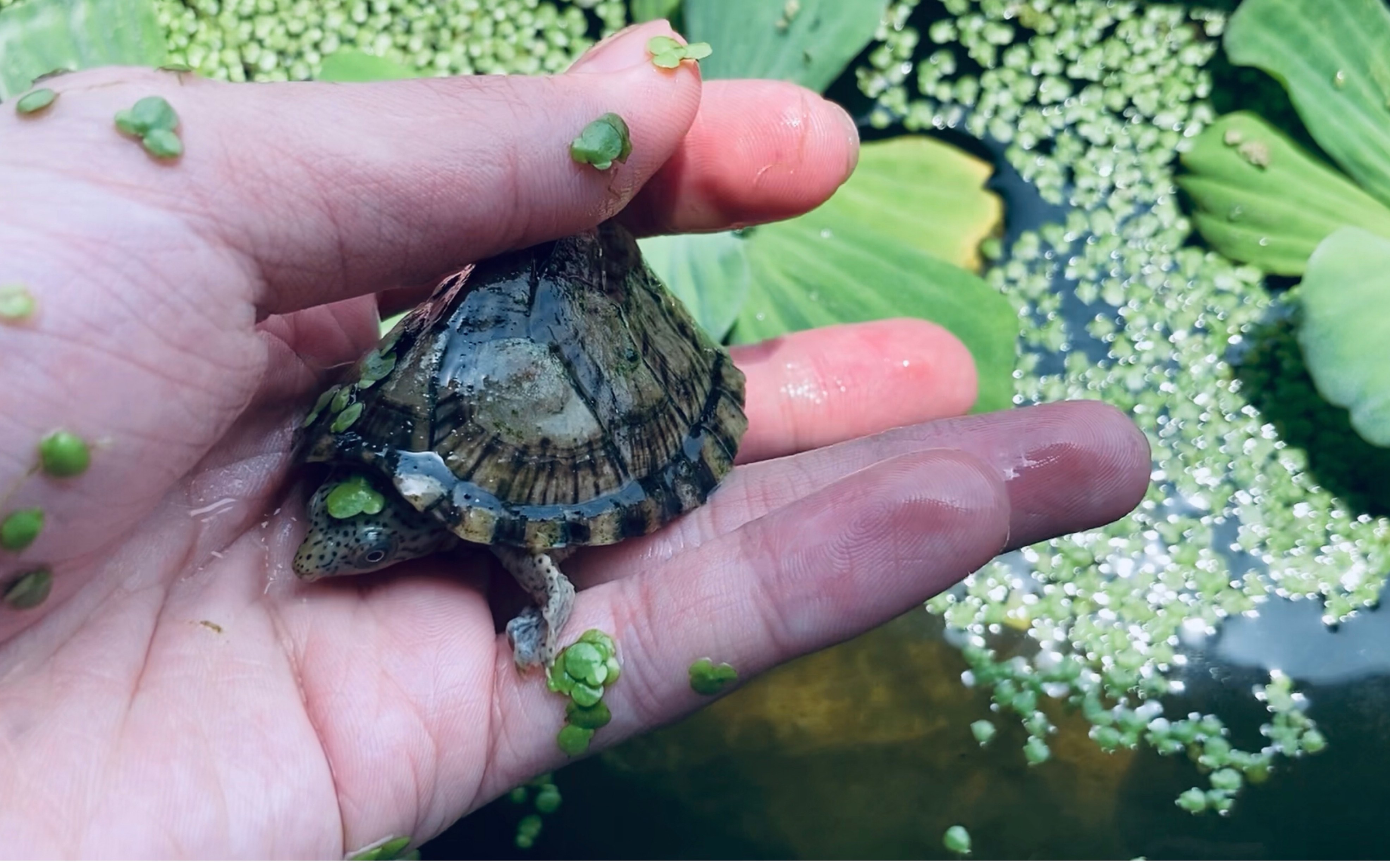 尝试制作的无过滤环境,观察龟龟的日常