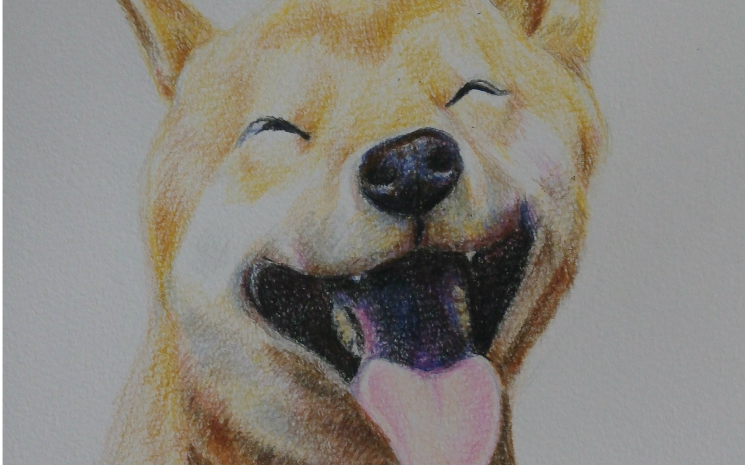 【甜菜】画一只柴犬儿~初投