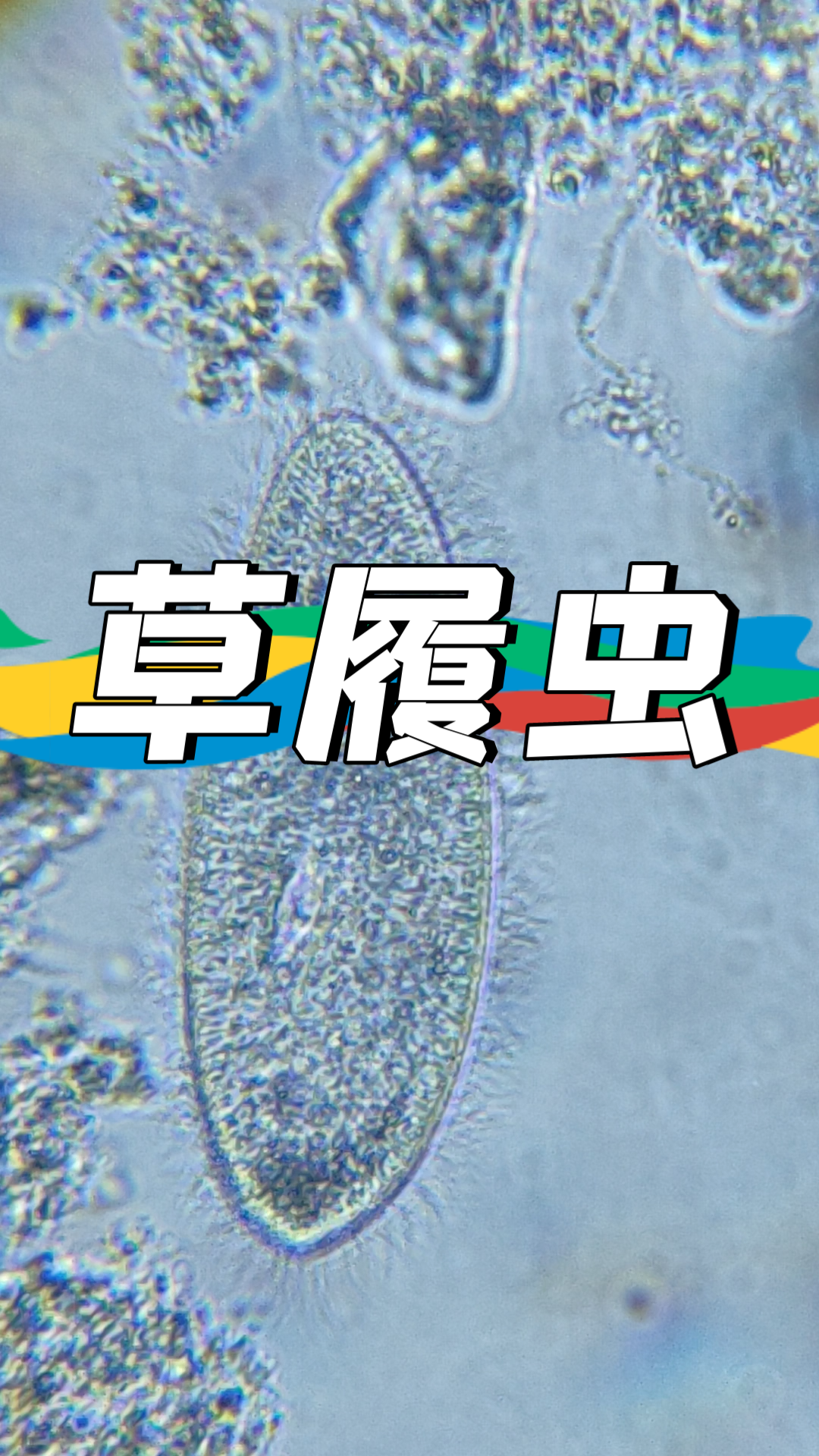 草履虫 活性污泥微生物镜检高清视频哔哩哔哩bilibili