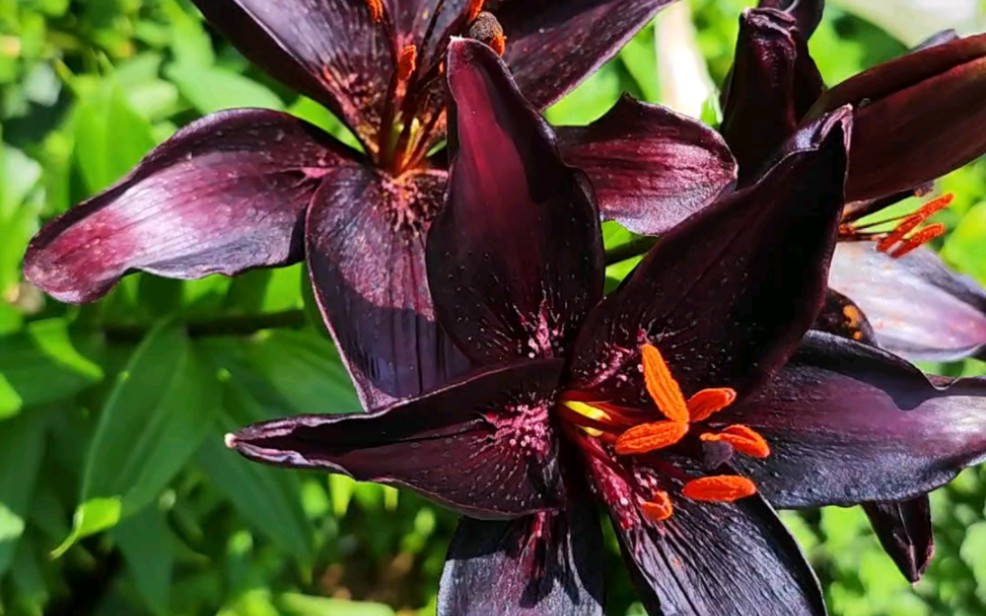 黑色的百合花你见过吗?