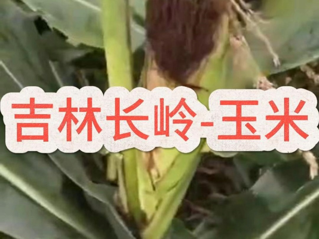 吉林长岭玉米哔哩哔哩bilibili