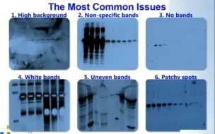 Скачать видео: 【熟肉】Western Blot常见问题及解决办法-2-背景值过高