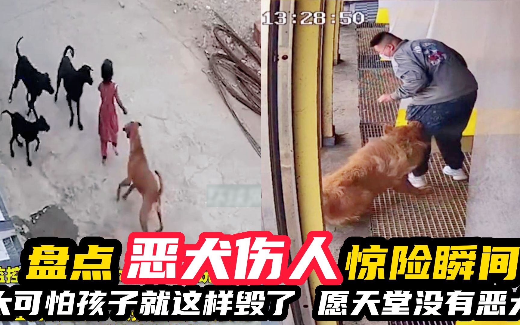 盘点恶犬伤人惊险瞬间,真可惜孩子就这样毁了,愿天堂没有恶犬
