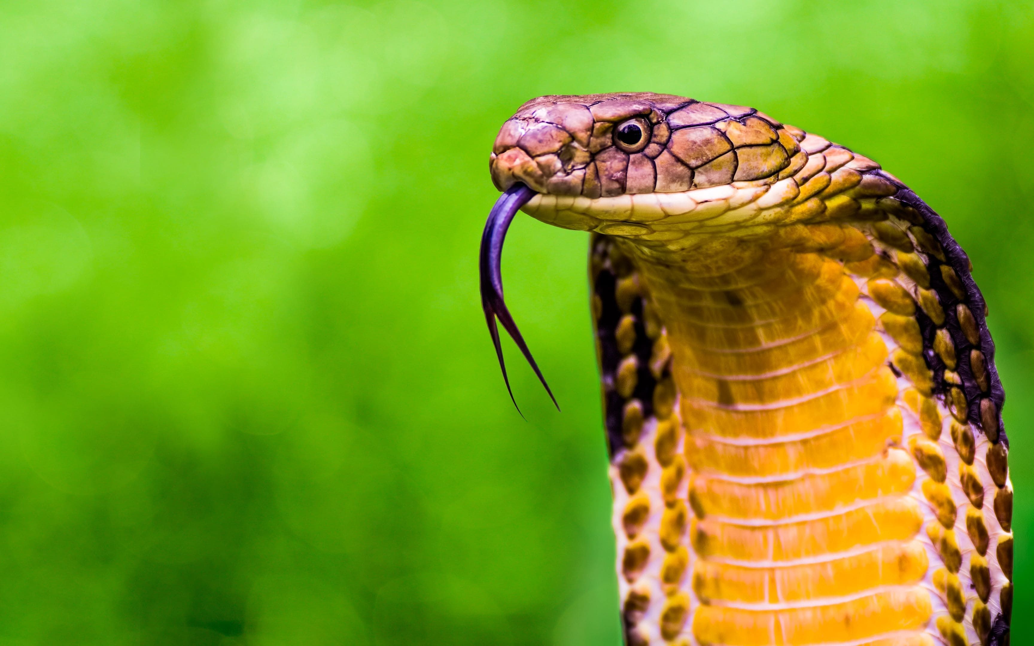 眼镜王蛇:吃同类的蛇 secrets of the king cobra