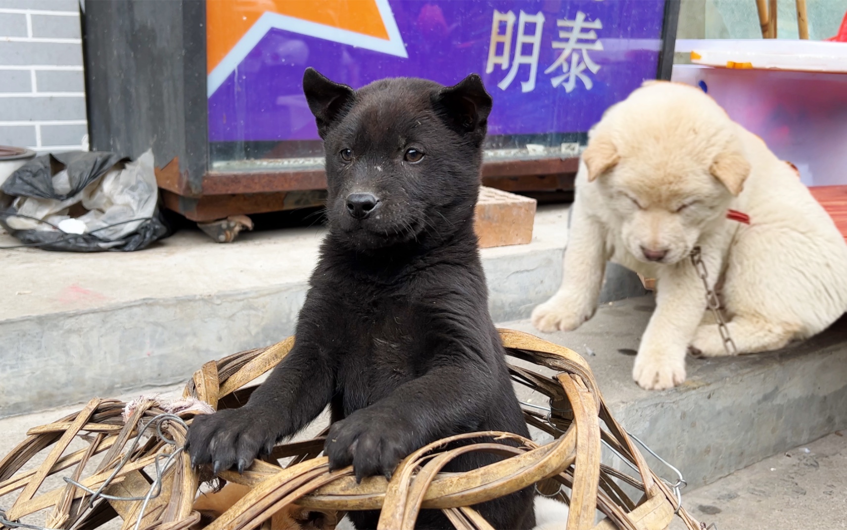 逛乡镇狗市好热闹,五黑犬胆大心细想越狱,小白狗等新主人快睡着了