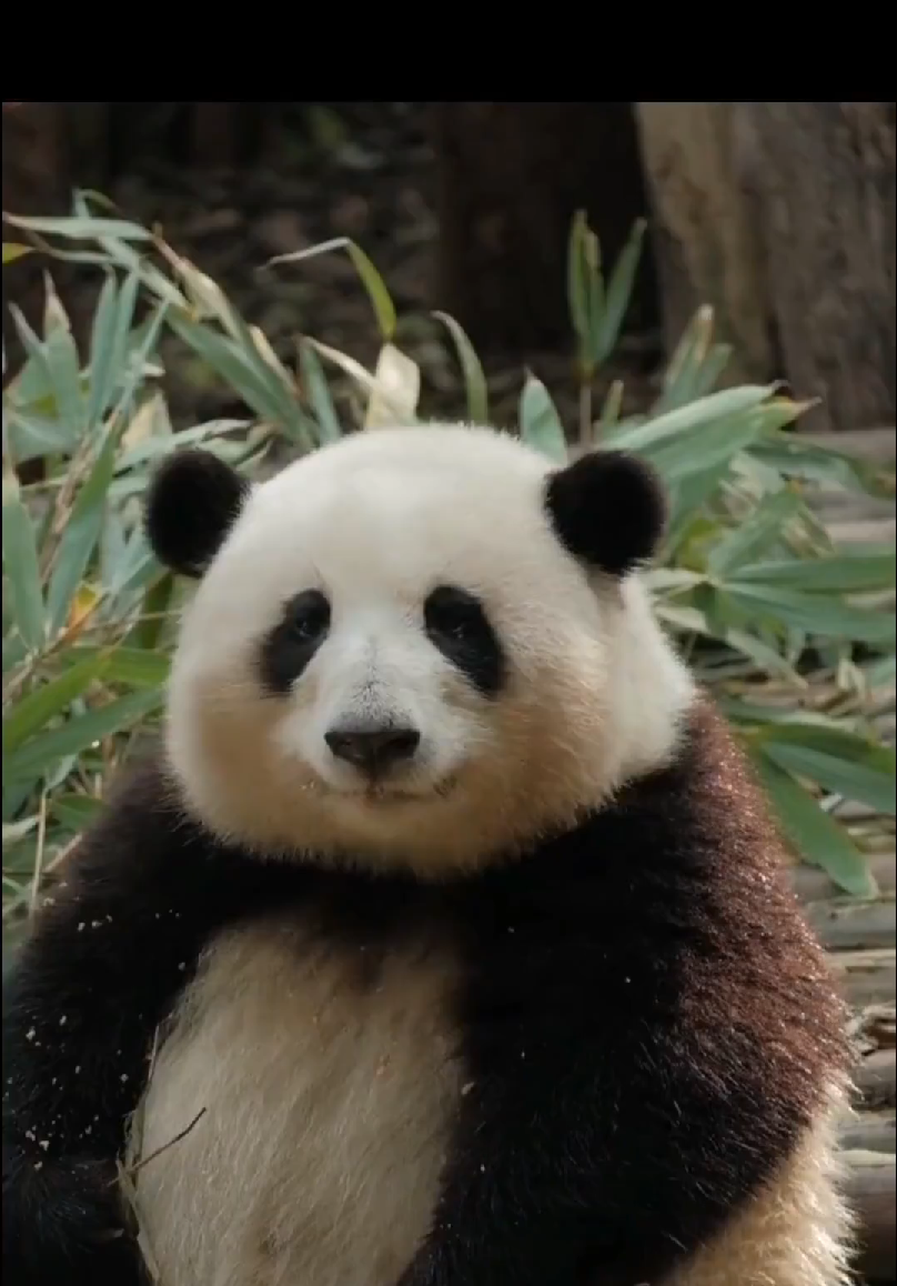大熊猫正脸