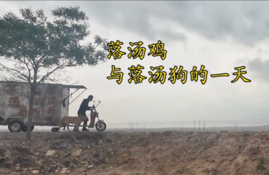 下雨天一起淋成"落汤鸡"和"落汤狗"
