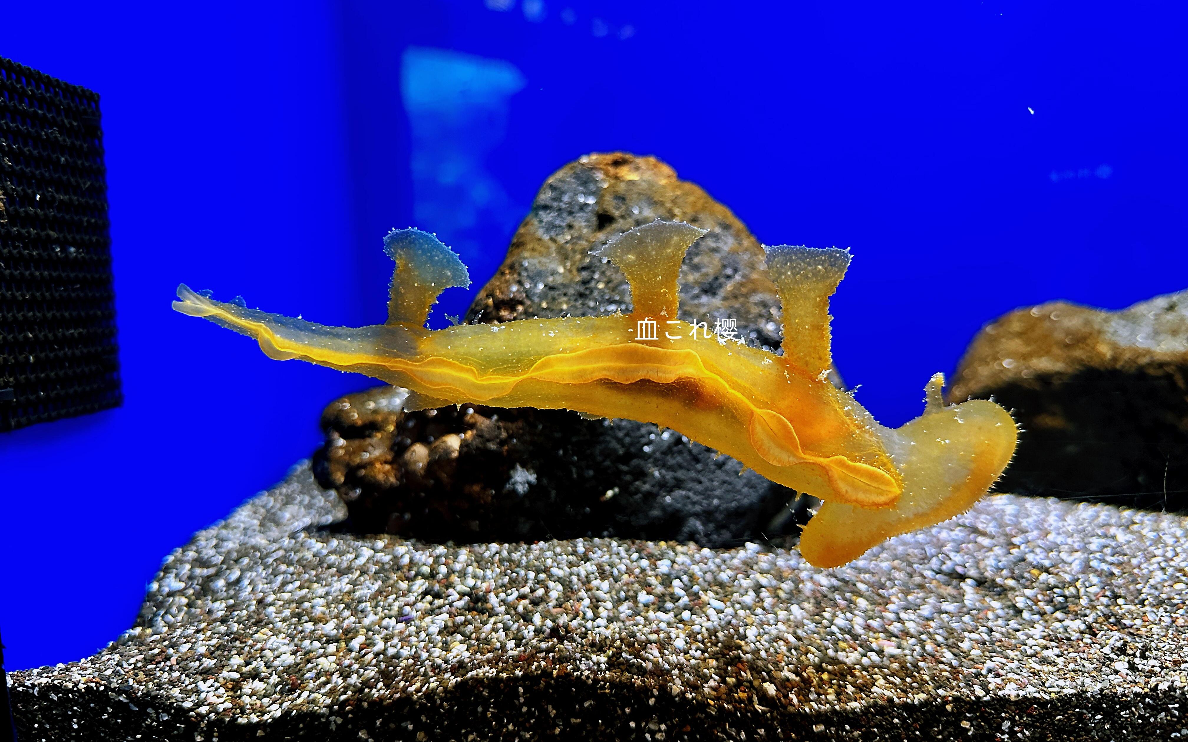 池袋阳光水族馆饲养的大嘴海蛞蝓