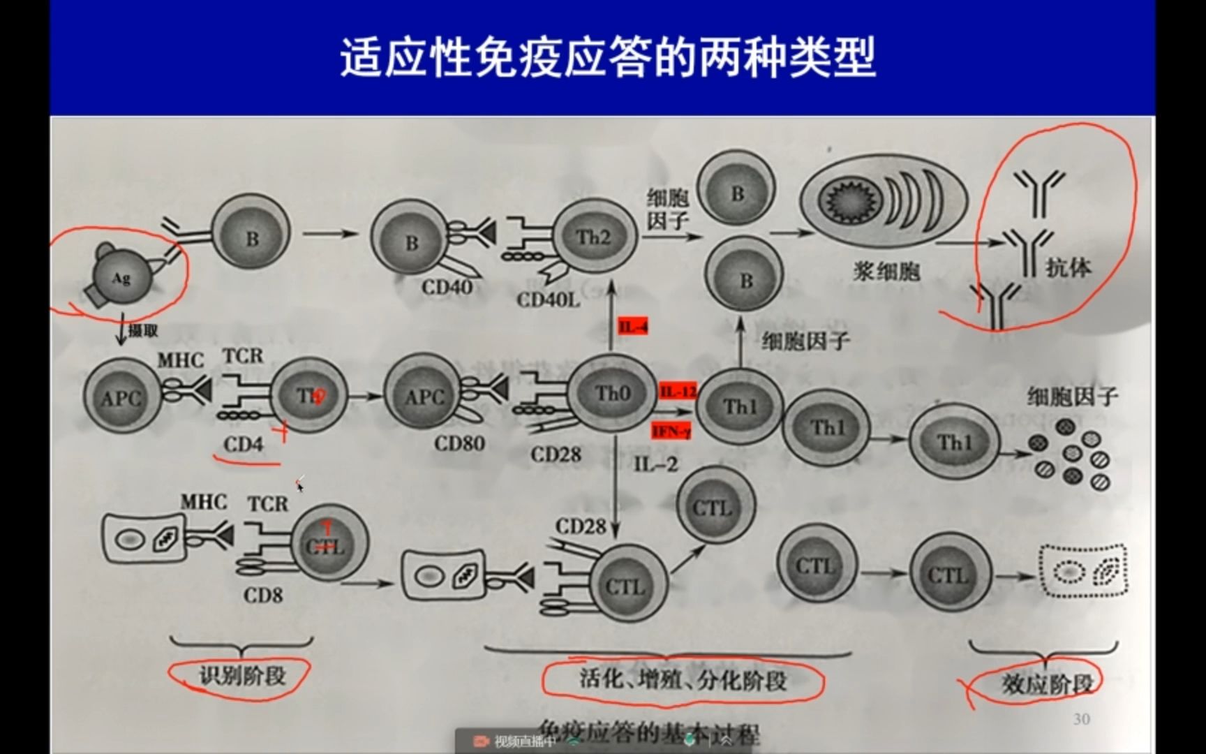 第一章 免疫学绪论-7 适应性免疫应答简介