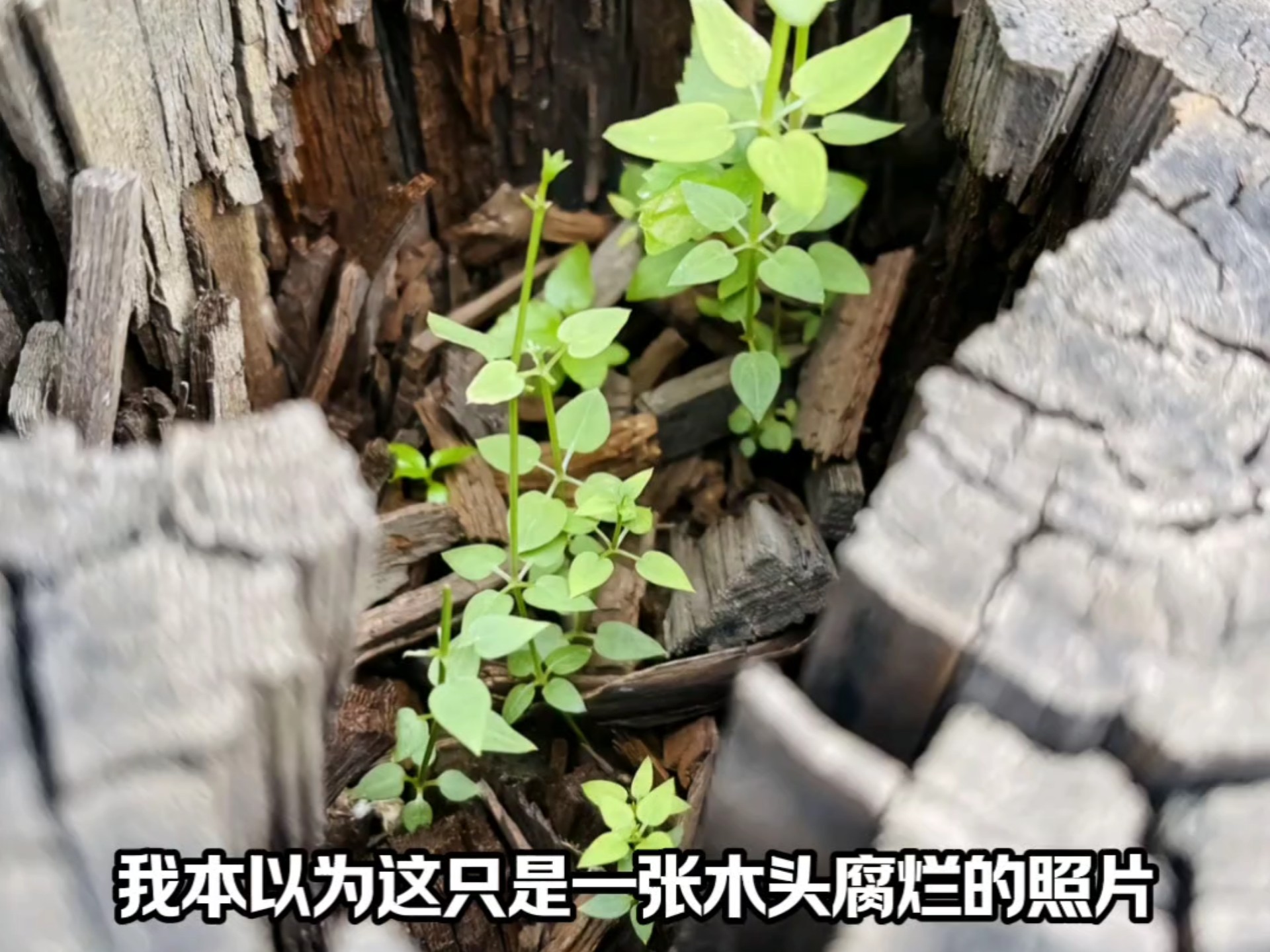枯木里居然开始长新芽了？