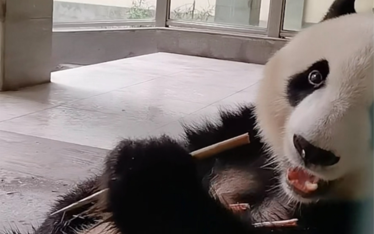 大熊猫星安,宠在手心里的大宝贝～(220629不一样的喵直播录屏cut)