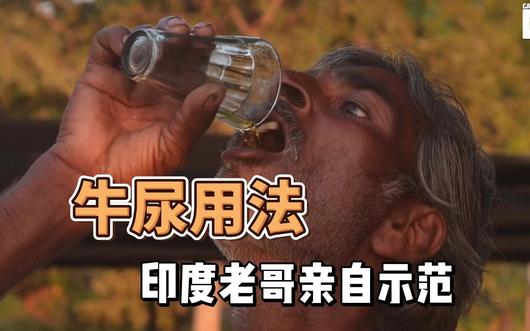 印度老哥示范牛尿用法