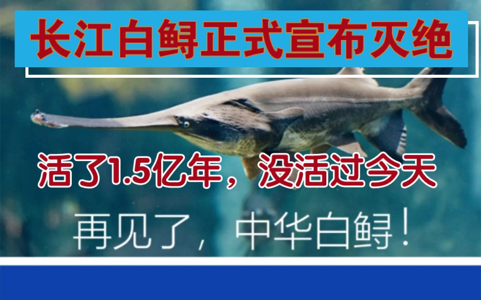 (附纪录片)7月21日“淡水鱼之王”长江白鲟被正式宣布灭绝,活了1.5亿年,却没能活过今天!灭绝;长江大白鲟最后一次出现;中华鲟;中华白鲟;灭绝...