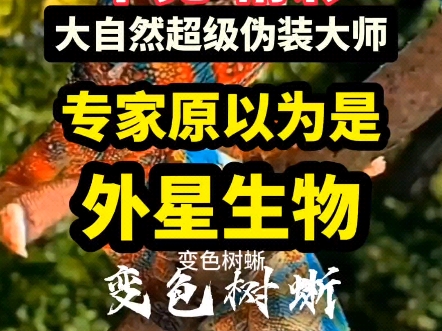 专家原以为是外星生物神秘罕见珍惜动物变色树蜥哔哩哔哩bilibili