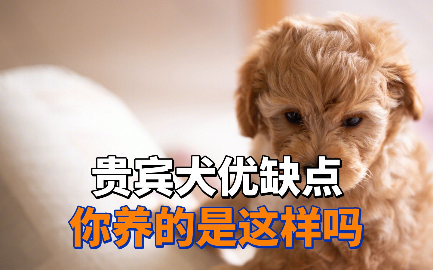 贵宾犬有什么优缺点呢?哔哩哔哩bilibili