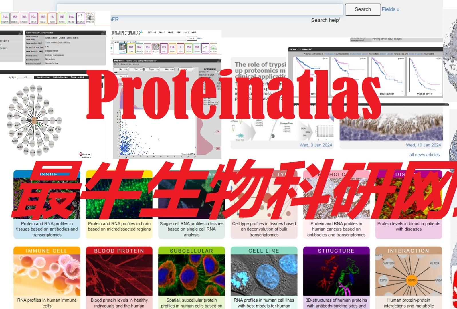 proteinatlas蛋白地图最牛科研网站哔哩哔哩bilibili