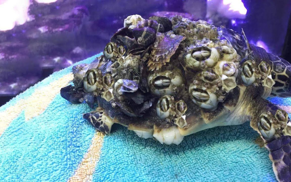 【沉浸式修理藤壶】从海龟身上去除藤壶