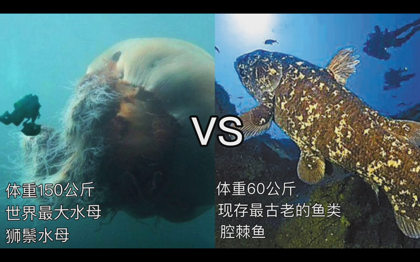狮鬃水母vs腔棘鱼!五亿年老东西vs四亿年老东西!