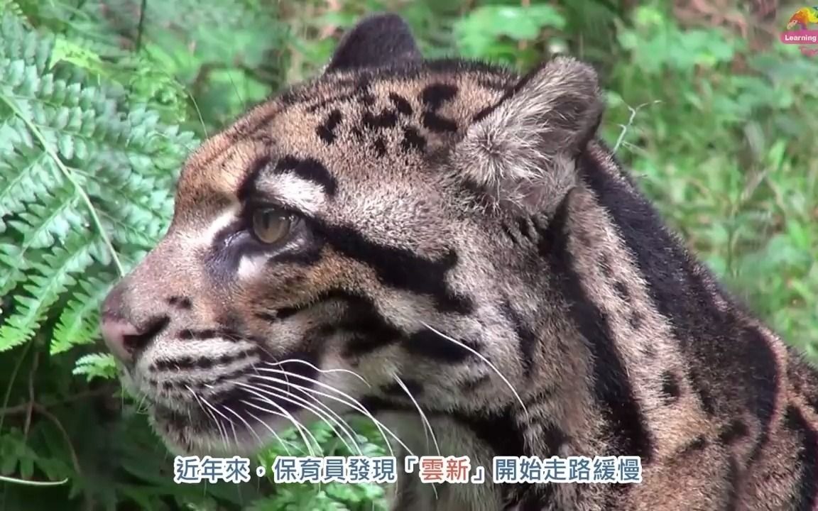 [图]【永別了雲豹奶奶「雲新」 查緝入動物園度一生】2016年11月26日 台北市立动物园