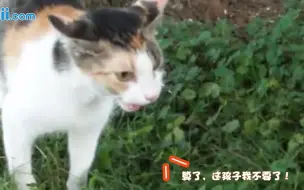 Video herunterladen: 493期：猫妈妈为何对树上的小猫弃而不救