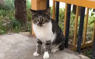 Скачать видео: 分享一下喂流浪猫的经验