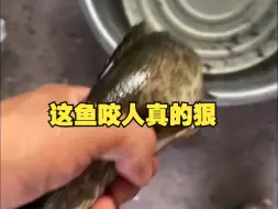 下载视频: 这鱼咬人真的狠