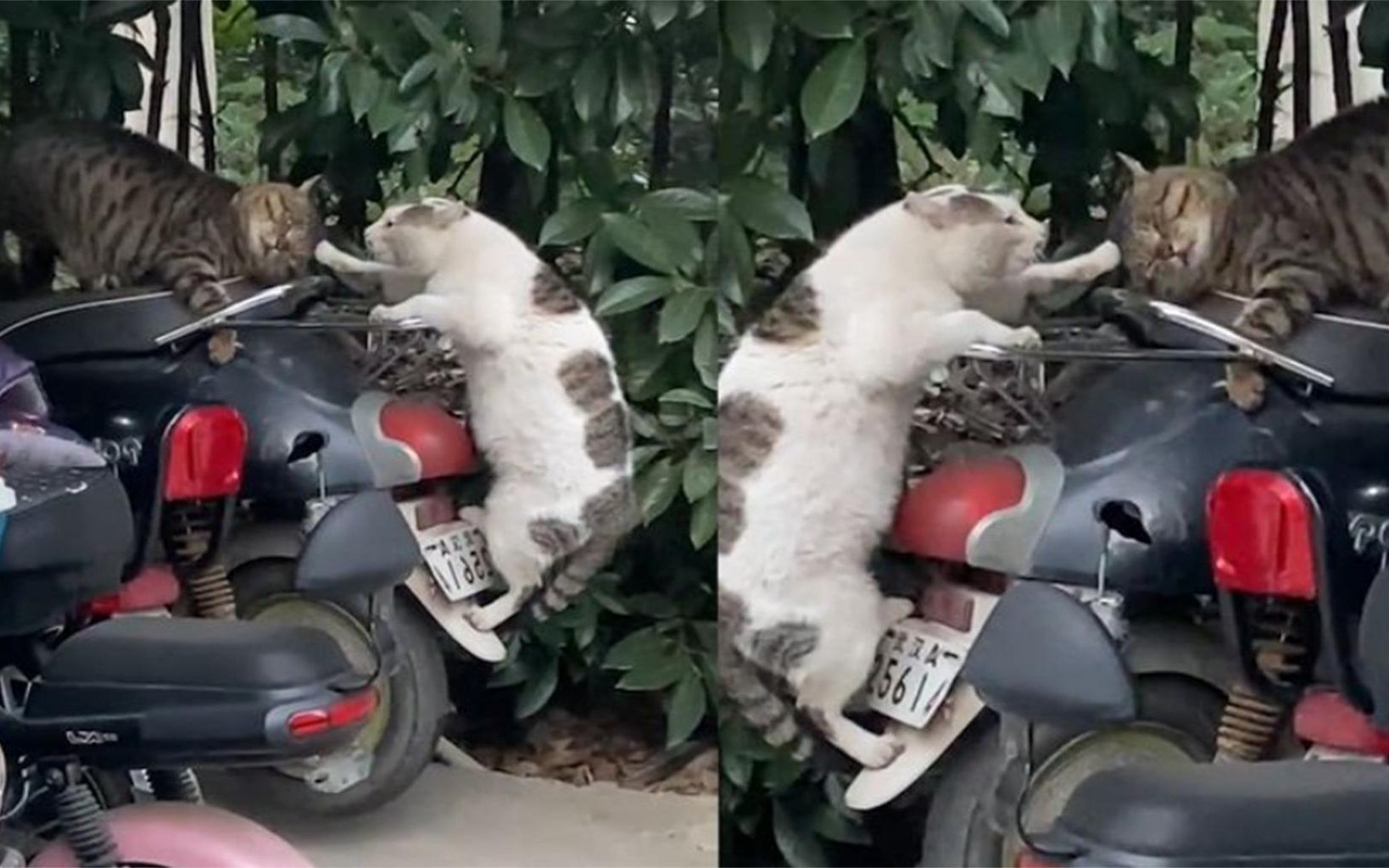 两猫咪打架"薅头发"!一边哀嚎一边不愿撒手:看谁先动谁就输