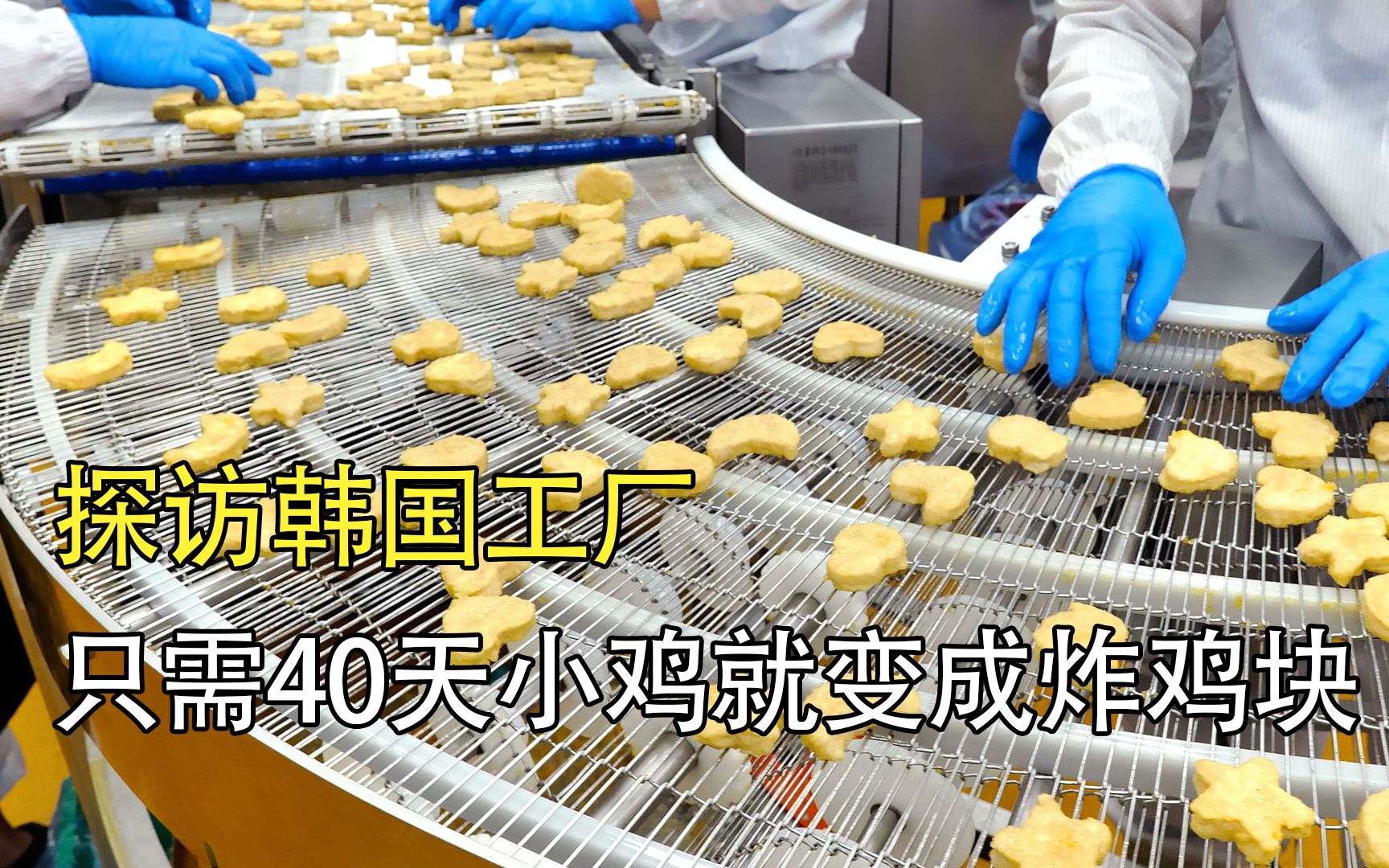 [图]探访炸鸡块工厂：小鸡的一生，只需40天，就变成炸鸡块了