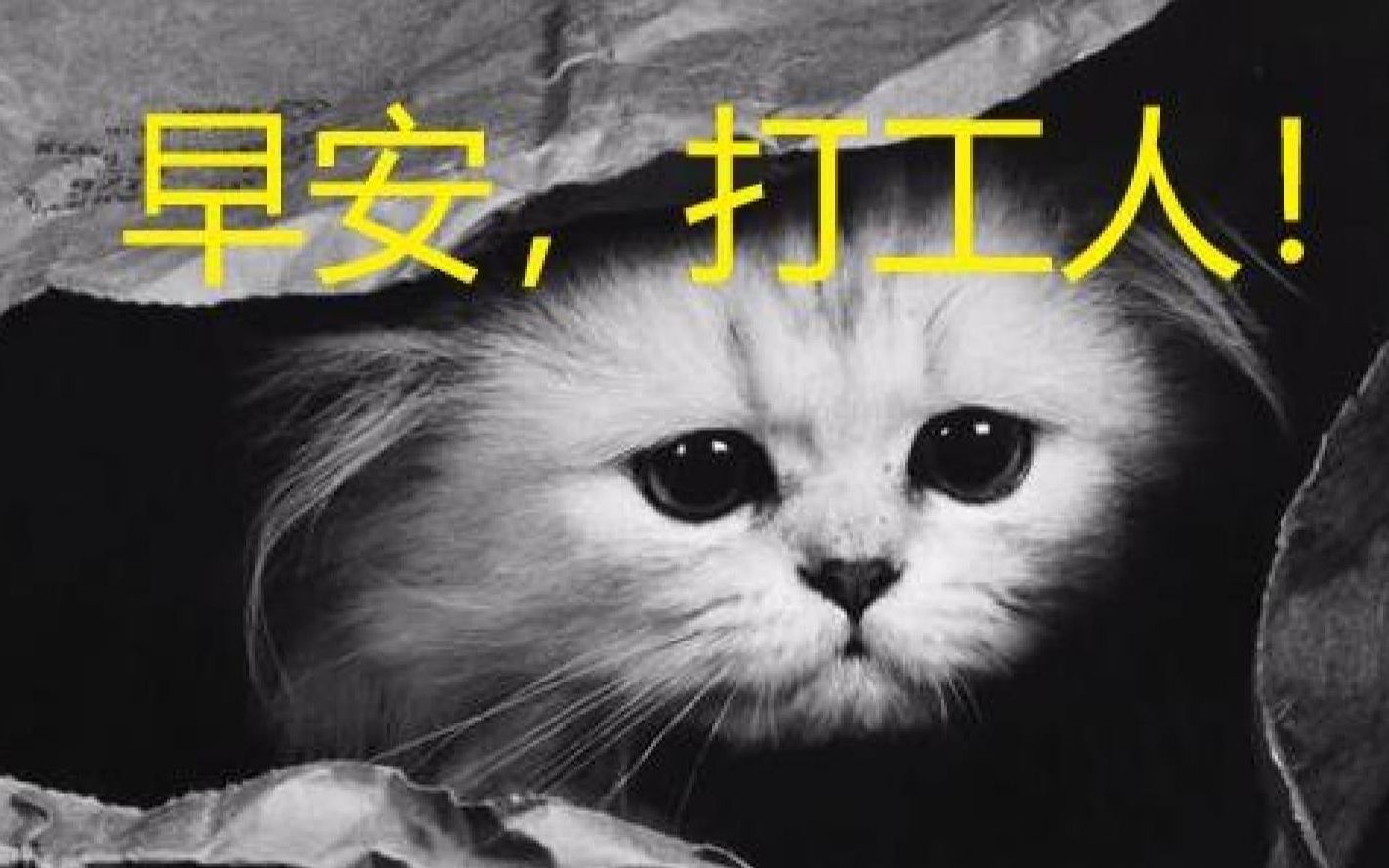 早安打工猫