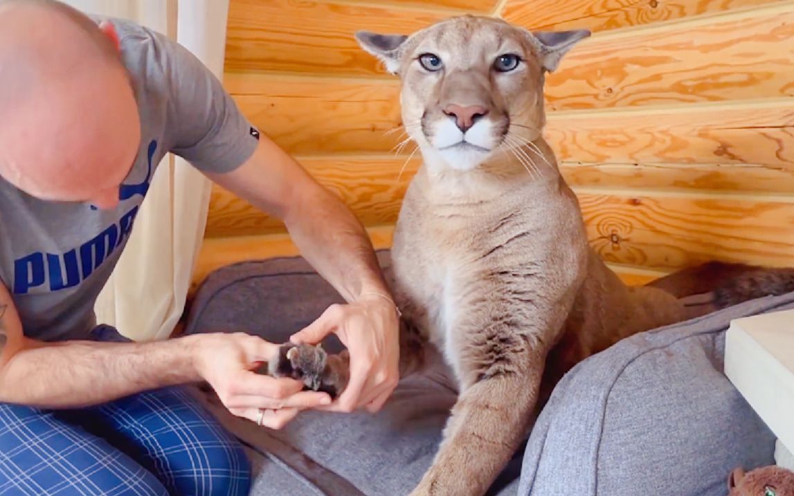 美洲狮梅西:快乐"啪"一下就没有了_哔哩哔哩_bilibili