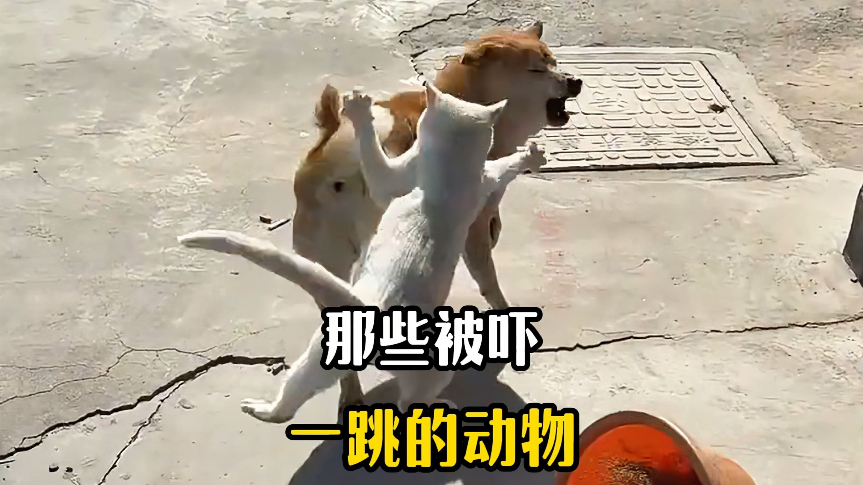 那些被吓一跳的动物,离谱,这人真狗啊!-阿索爆笑社-阿索爆笑社-哔哩哔哩视频