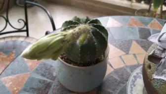 多肉 仙人球开花粉花短毛丸 拍了一晚上 早上起来收图 哔哩哔哩 Bilibili