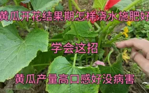 Download Video: 黄瓜花果期怎样浇水施肥好？学会这招，黄瓜产量高口感好没病害