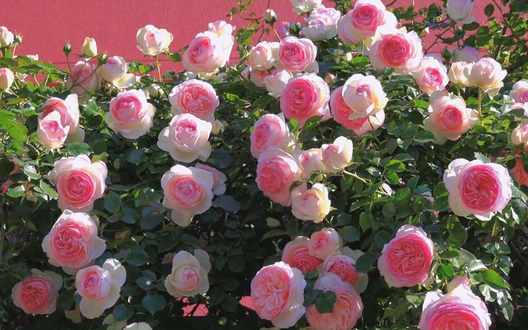 每当看到它们,心情就愉快.