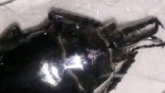 锹形虫标本制作 哔哩哔哩 Bilibili