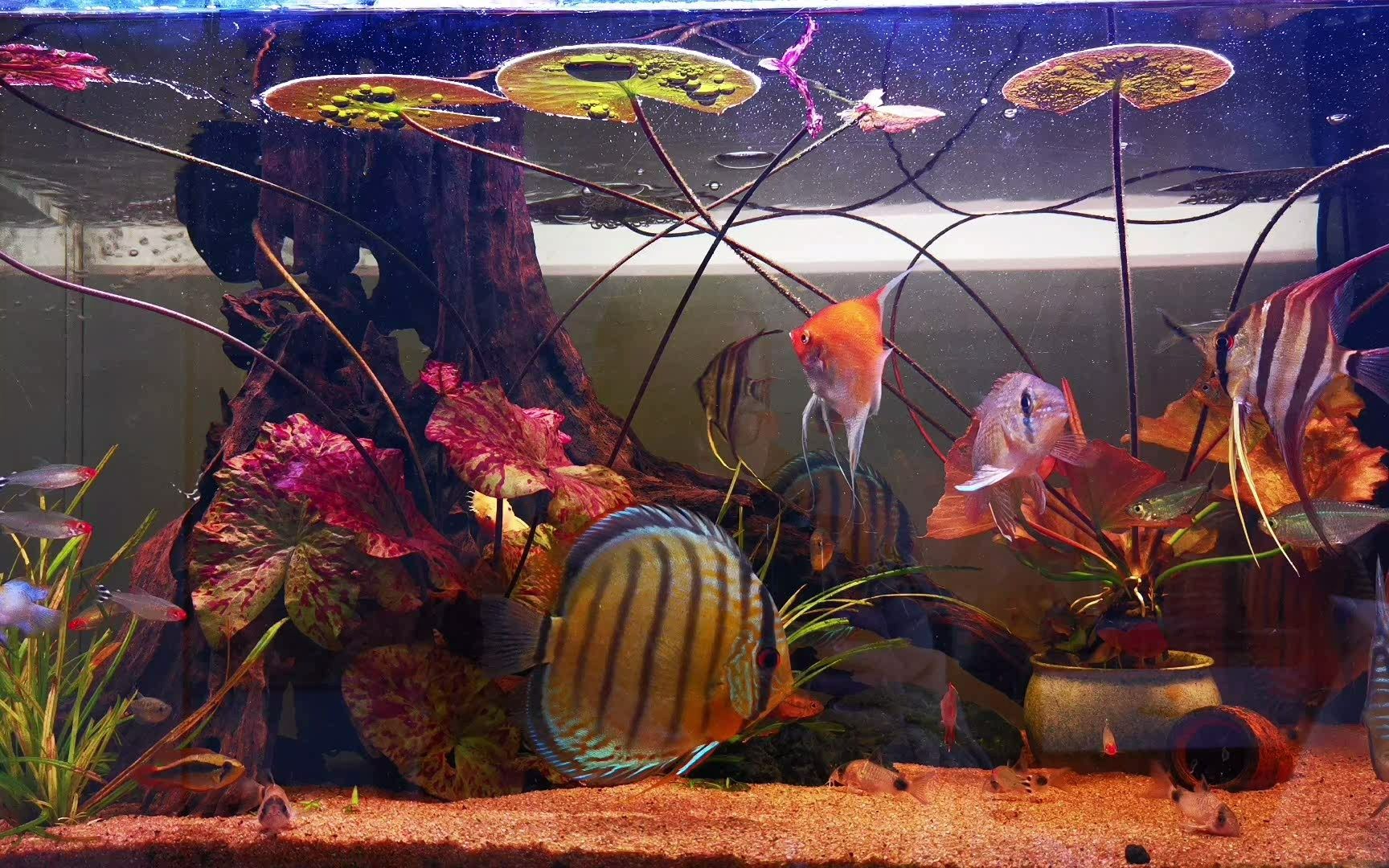 七彩燕鱼缸的布置图片