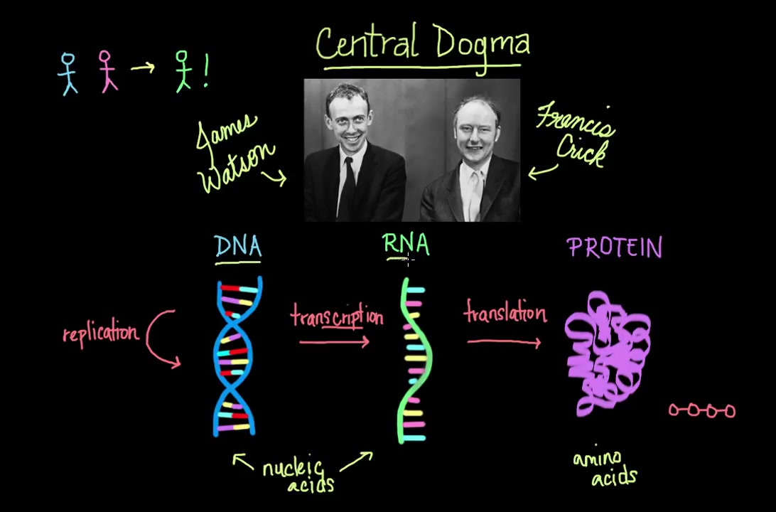 centraldogmaofmolecularbiologychemicalprocessesmcatkhanacademy