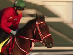 Download Video: 【MAD】Meet Kentucky Derby Contender, Forever Young.