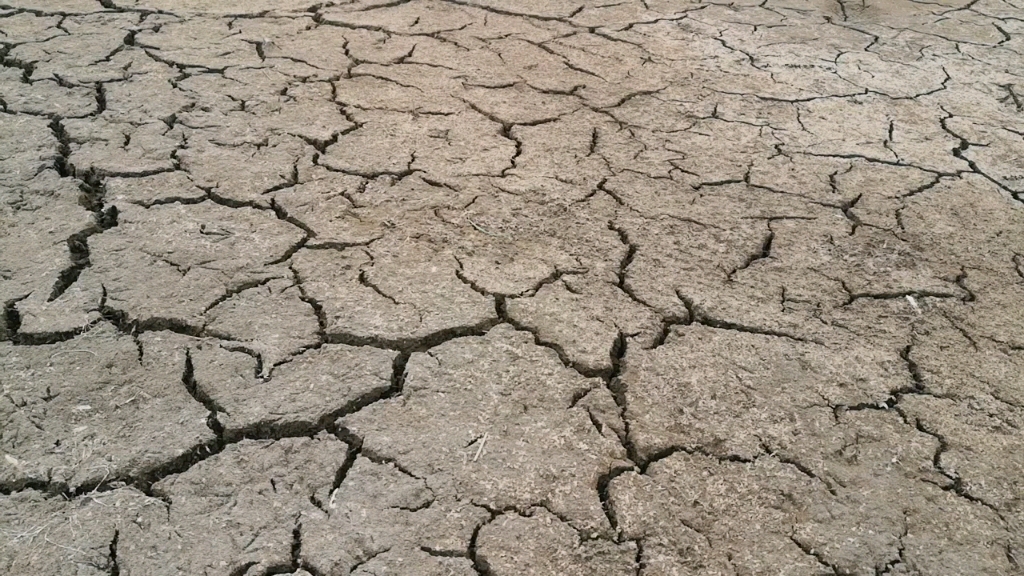 大理洱海的一个入口湿地,干旱见底,十年不遇