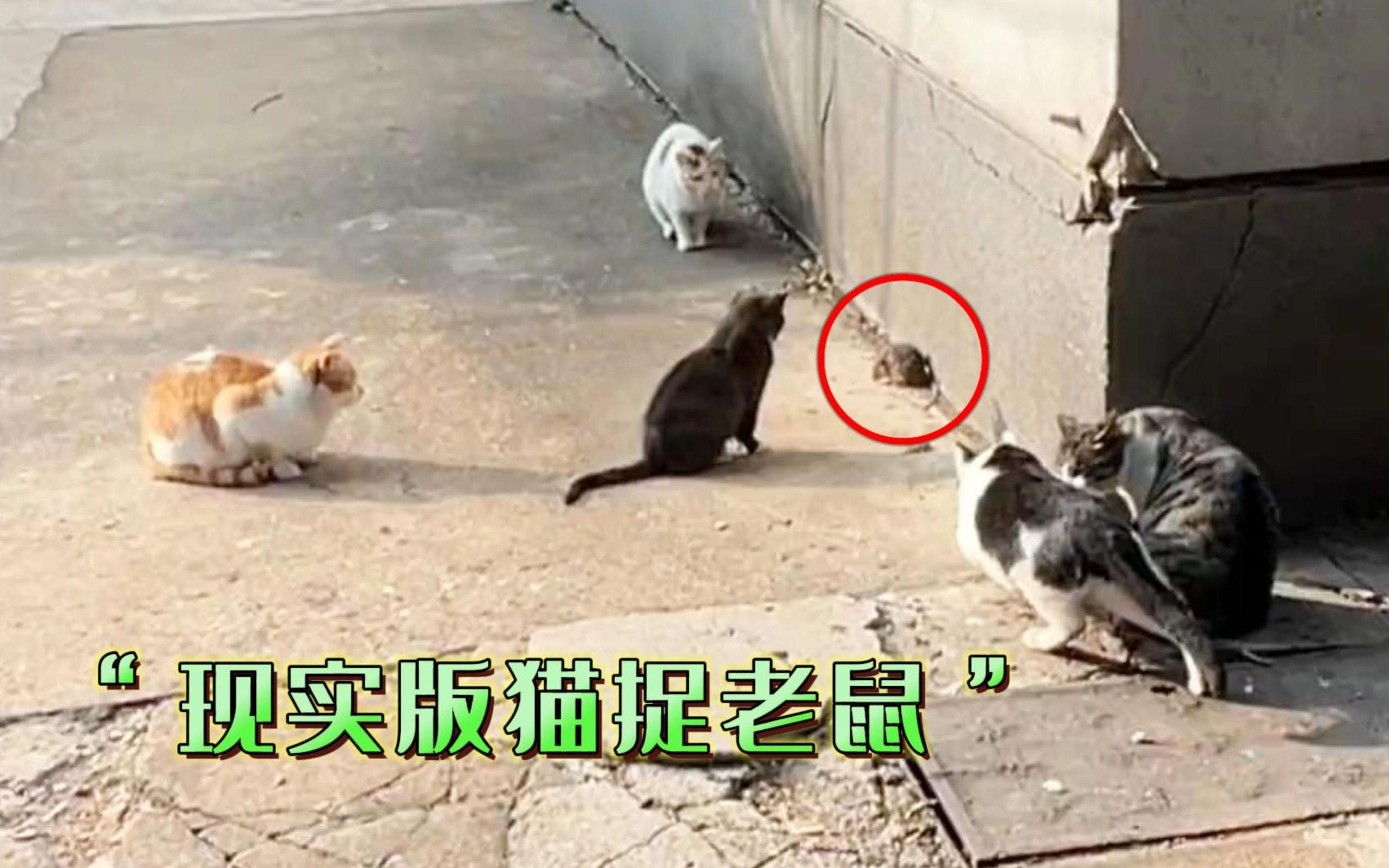 [图]猫与老鼠的战争从未停止！现实版猫捉老鼠，真正的血脉压制